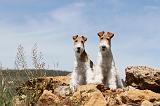 FOX TERRIER 199